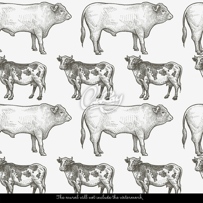 Fototapeta Zdravá kráva, zdravý býk
