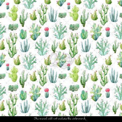 Fototapeta Drobné kaktusy na bílém pozadí