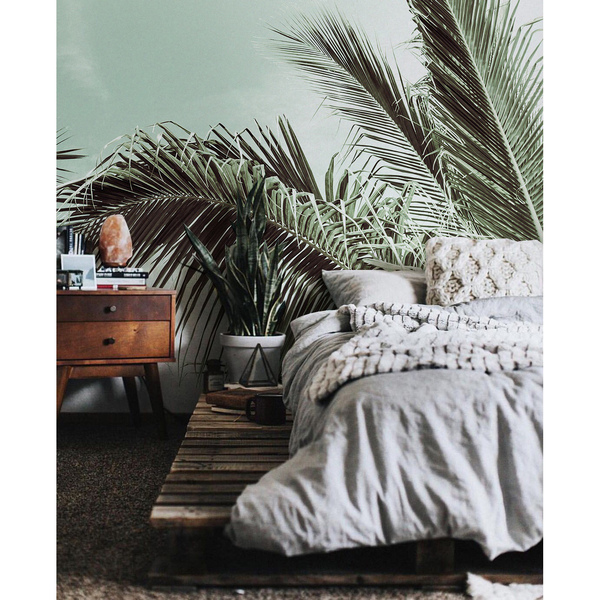 Fototapeta Palma pěstuje tady