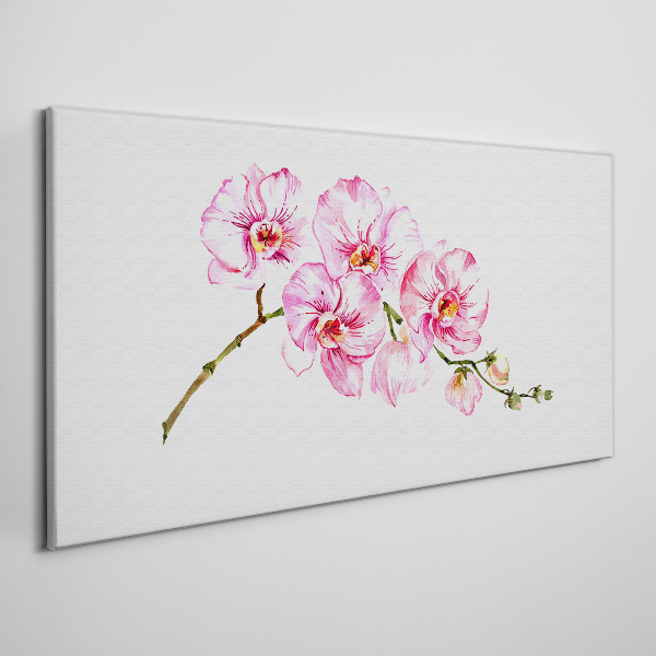 Obraz na plátně Růžové orchideje na bílém pozadí