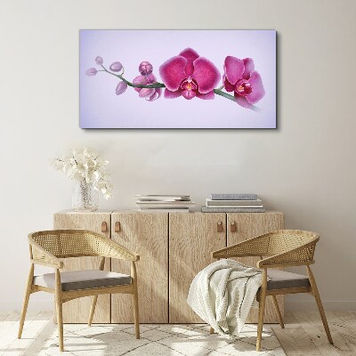 Obraz na plátně Orchideje v jemných odstínech růžové