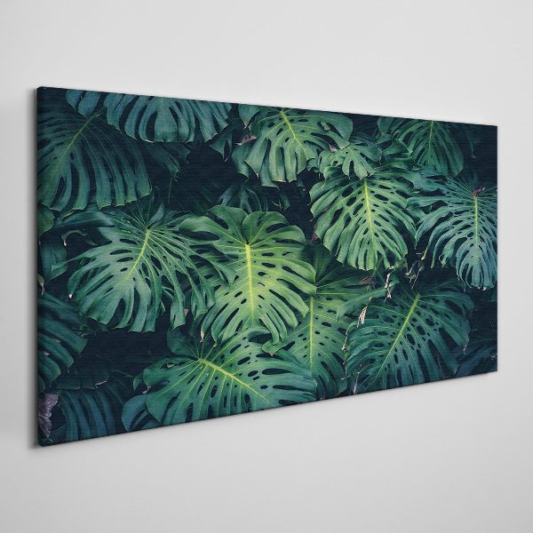 Obraz na plátně Tropická zelená v listech Monstera