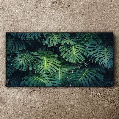 Obraz na plátně Tropická zelená v listech Monstera