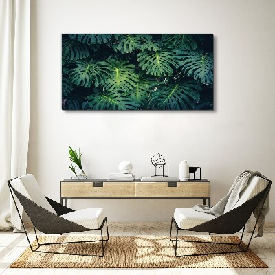 Obraz na plátně Tropická zelená v listech Monstera