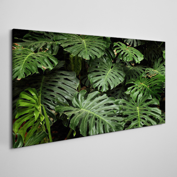 Obraz na plátně Tropické Monstera Listy