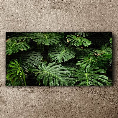 Obraz na plátně Tropické Monstera Listy