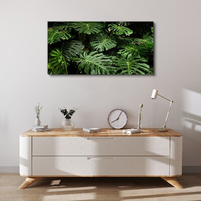 Obraz na plátně Tropické Monstera Listy