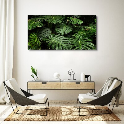 Obraz na plátně Tropické Monstera Listy