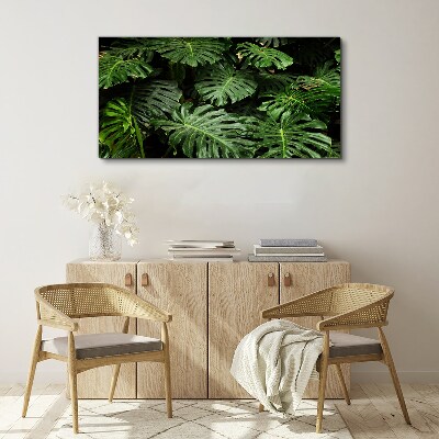 Obraz na plátně Tropické Monstera Listy
