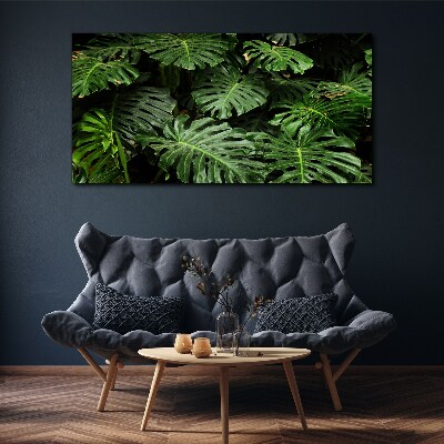 Obraz na plátně Tropické Monstera Listy