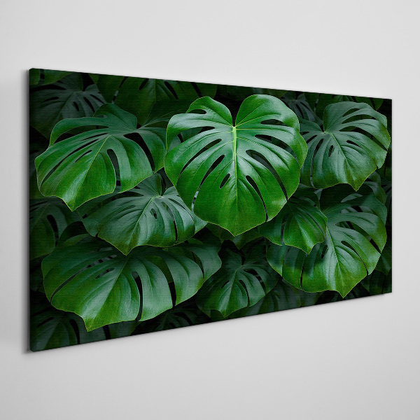 Obraz na plátně Zelená symfonie listů Monstera