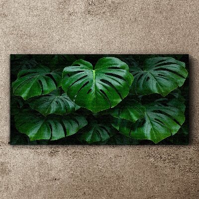 Obraz na plátně Zelená symfonie listů Monstera