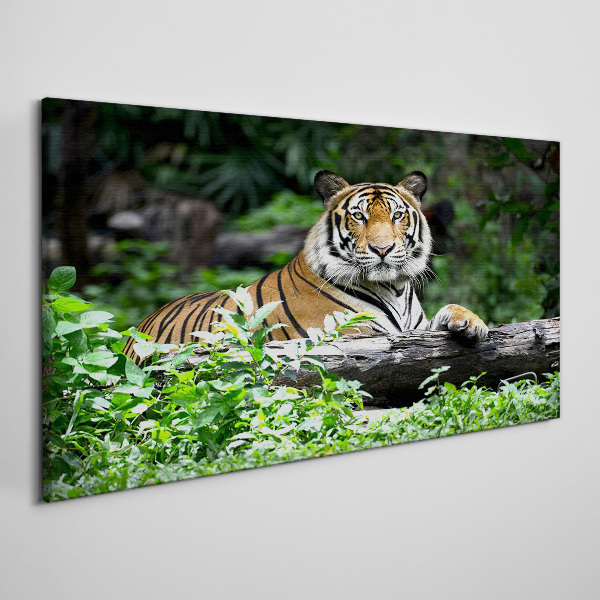 Obraz na plátně Lesní zvířecí kočka tygr