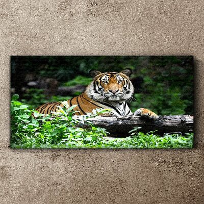 Obraz na plátně Lesní zvířecí kočka tygr