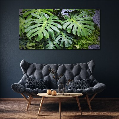 Obraz na plátně Zelené listy Monstera v přírodě