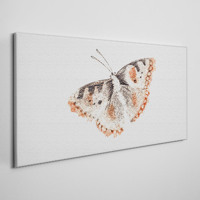 Obraz na plátně Chyba hmyz motýla
