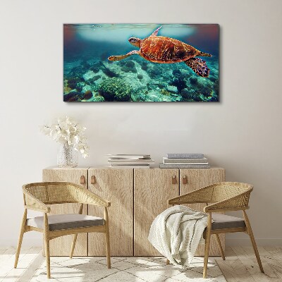 Obraz na plátně mořská zvířata želva vody