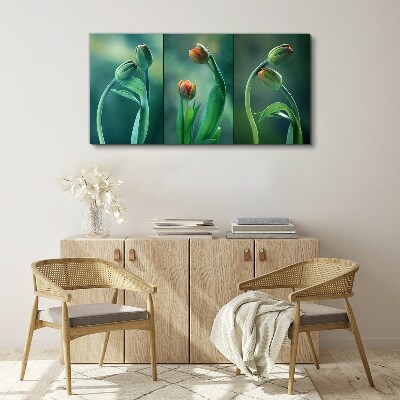 Obraz na plátně Květiny rostlin tulipány