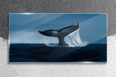 Obraz na skle Velryba zvířat moře