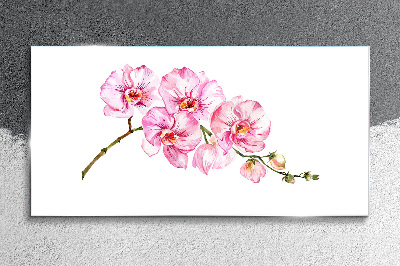 Obraz na skle Růžové orchideje na bílém pozadí