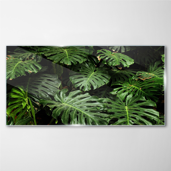 Obraz na skle Tropické Monstera Listy