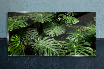 Obraz na skle Tropické Monstera Listy