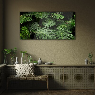 Obraz na skle Tropické Monstera Listy
