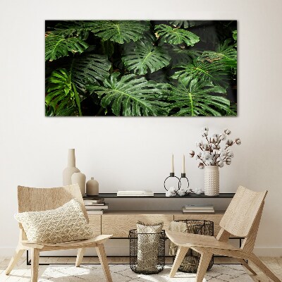 Obraz na skle Tropické Monstera Listy