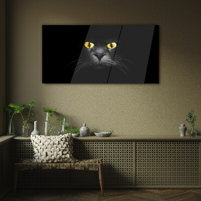 Obraz na skle Zvířata kočky oči