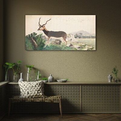 Obraz na skle Gazelle zvířata kreslení