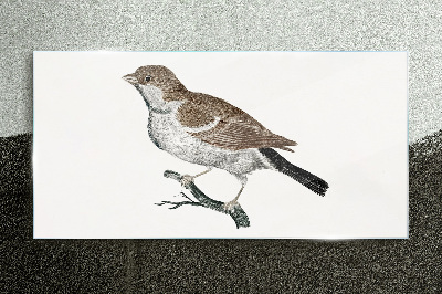 Obraz na skle Kreslení větev zvířat pták