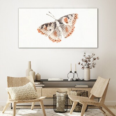 Obraz na skle Chyba hmyz motýla