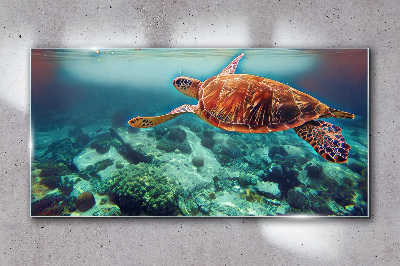Obraz na skle mořská zvířata želva vody
