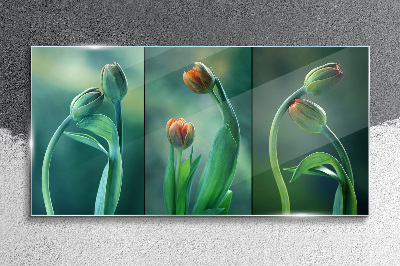 Obraz na skle Květiny rostlin tulipány