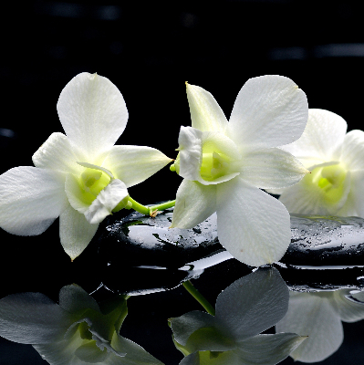 Roleta na okno Orchideje