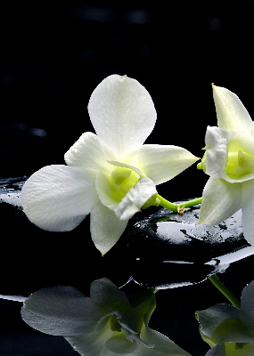 Roleta na okno Orchideje