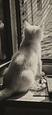 Roleta na balkonové dveře Kočky v okně