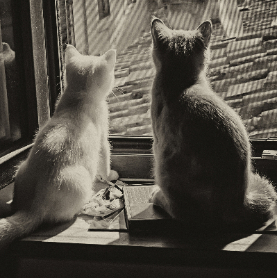Roleta na balkonové dveře Kočky v okně