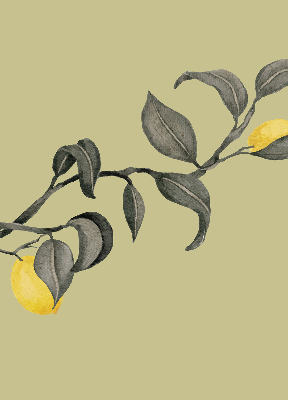 Roleta na okno Citrony na stromě