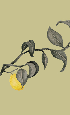 Roleta na okno Citrony na stromě