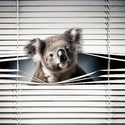 Stahovaci roleta Koala