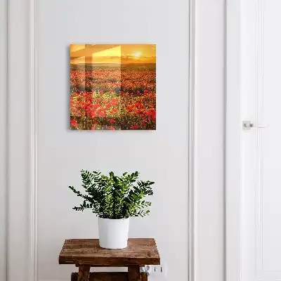 Maková pole při západu slunce