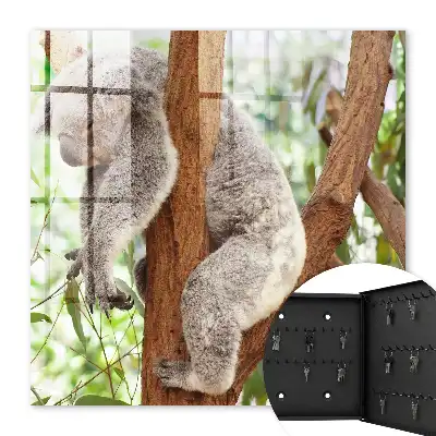 Koala relaxuje v přírodním prostředí