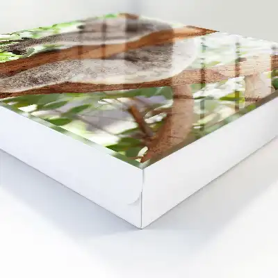 Koala relaxuje v přírodním prostředí