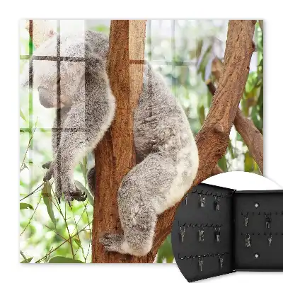 Koala relaxuje v přírodním prostředí