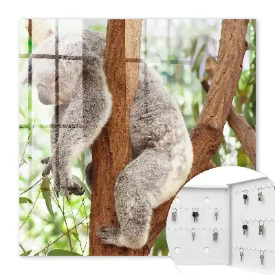Koala relaxuje v přírodním prostředí