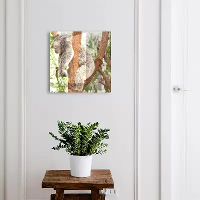 Koala relaxuje v přírodním prostředí