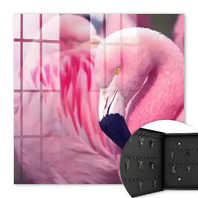 Růžová kráska v měkkém světle