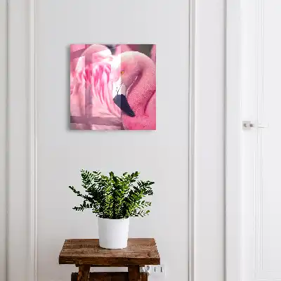 Růžová kráska v měkkém světle