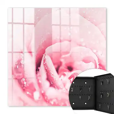 Růžová lahůdka s kapkami rosy